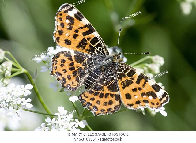 Map Butterfly, Araschnia levana on umbel. large showy butterfly with two broods per season. Spring brood has orange wings with dark marking and summer brood is...