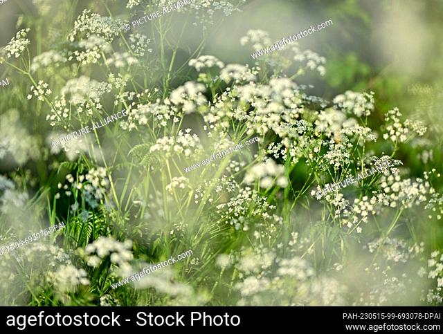 14 May 2023, Brandenburg, Sieversdorf: Meadow chervil (Anthriscus sylvestris). Photo: Patrick Pleul/dpa. - Sieversdorf/Brandenburg/Germany