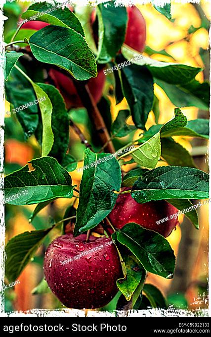 branches of Apple trees with ripe, juicy fruits
