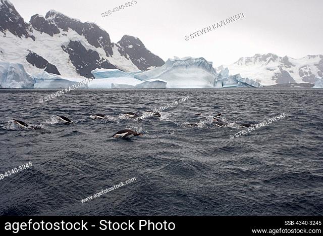 Antarctica, Antarctic Peninsula, Gentoo penguins (Pygoscelis Papua) swimming in waters of Southern Ocean
