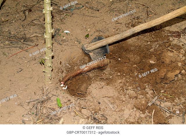 Plantation, plucking, Cassava, farm, 2016, Merces, Minas Gerais, Brazil