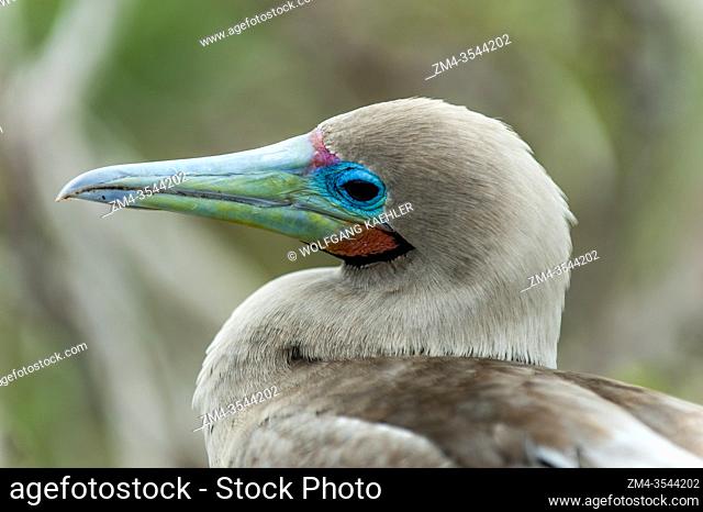 Portrait of a Red-footed booby (Sula sula) on Genovesa Island (Tower Island) in the Galapagos Islands, Ecuador