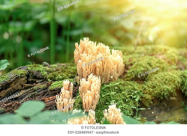 Inedible mushrooms and moss growing in the forest