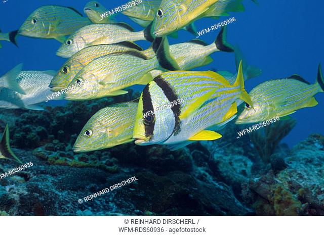 Bluestriped Grunt and Porkfish, Haemulon sciurus, Anisotremus virginicus, Cozumel, Caribbean Sea, Mexico