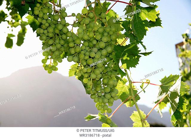 Riebeek West Western cape South Africa. White grapes ripen on an overhead vine