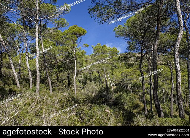 Aleppo pines, forest on Puig de Randa hillside, Llucmajor, Mallorca, Balearic Islands, Spain