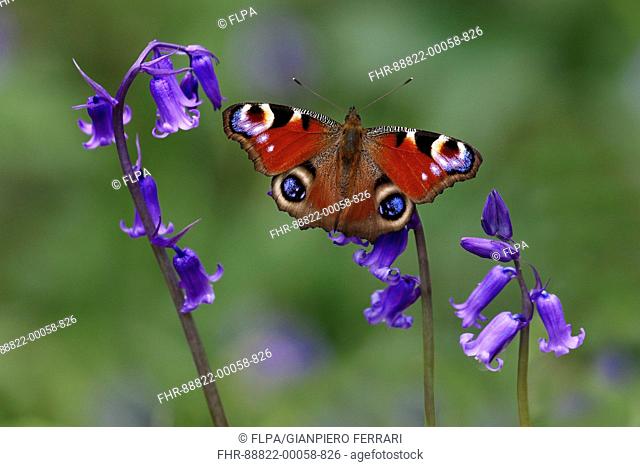 Peacock Butterfly (Inachis io) Adult male joust emerged from winter hibernation, in woodland habitat, perched on Bluebells ( Hychinthoides non-scripta)...