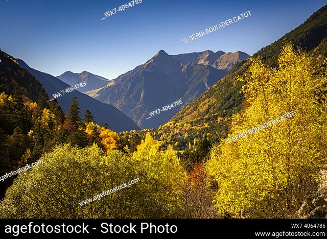 Forest in the Aigüestortes valley in autumn (Aigüestortes i Sant Maurici National Park, Catalonia, Spain, Pyrenees)