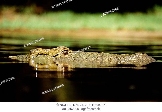 Nile Crocodile (Crocodilus niloticus). St Lucia Wetland Park, KwaZulu-Natal. South Africa