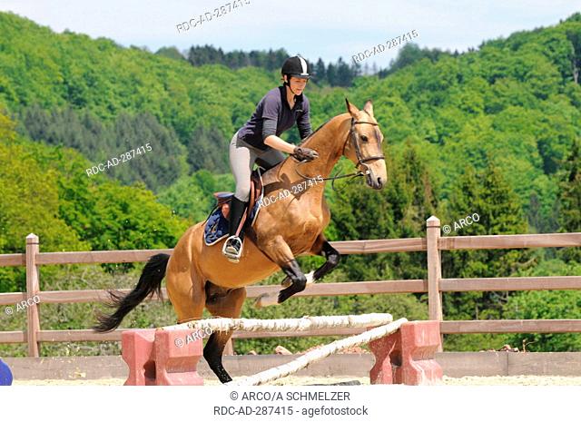 Rider with Akhal Teke, stallion / obstacle, jumping, dun, riding arena
