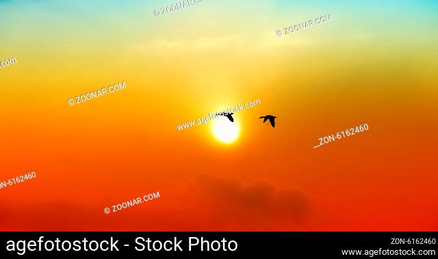 A group of birds or geese flying in the sunset sky