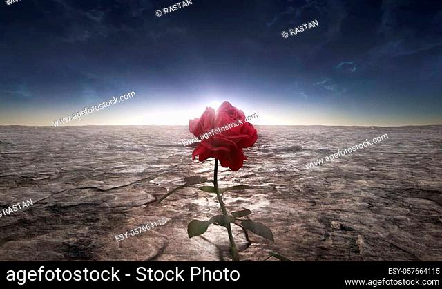 A picture of the rose flower grown in a dusty lifeless desert