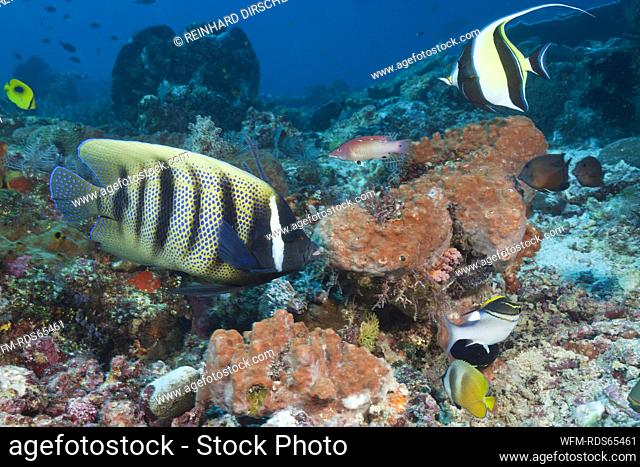 Six-banded Angelfish in Coral Reef, Pomacanthus sexstriatus, Komodo National Park, Indonesia