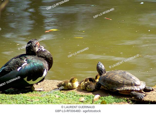 Animal, Duck-savage, Turtle, Horto Florestal Park, São Paulo, Brazil