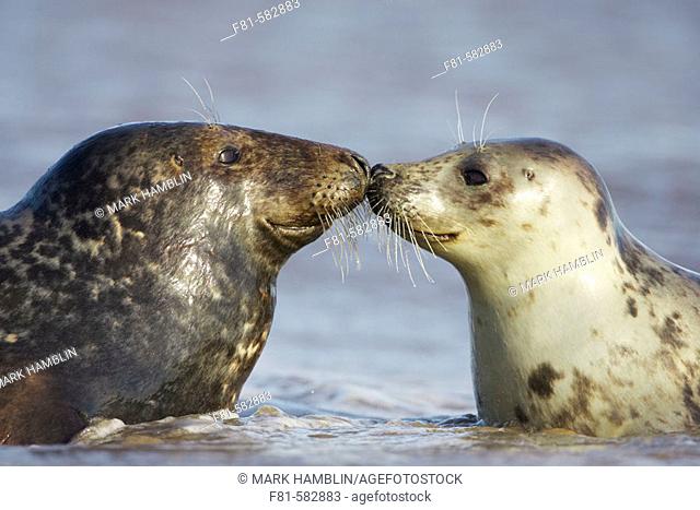 Grey Seal  (Grypus halichoerus) male & female nose to nose. North Lincolnshire, UK. November 2005