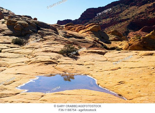 Seasonal pool of water at The Wave, Coyote Buttes, Paria Canyon Vermilion Cliffs Wilderness, Arizona