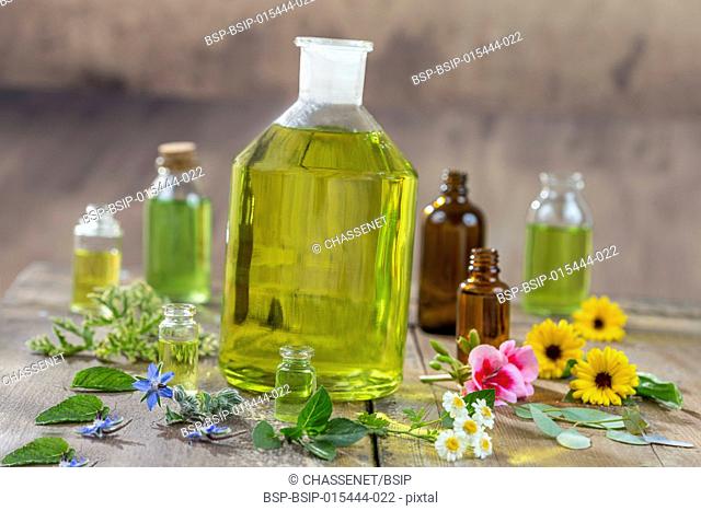 Herbal therapy and aromathrapy concept: alternative treatment with fresh medicinal herbs and flowers on old cracked paint wooden background