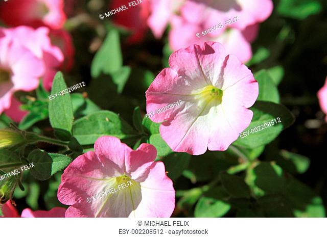 Primrose Flowers