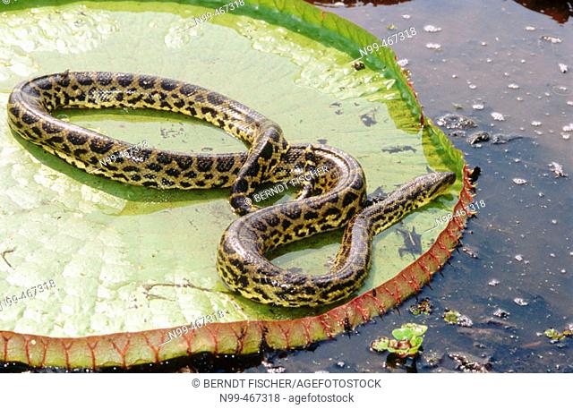 Victoria water lily (Victoria regia) and anaconda (Eunectes murinus). Water pond near Porto Joffre. Mato Grosso. Brazil