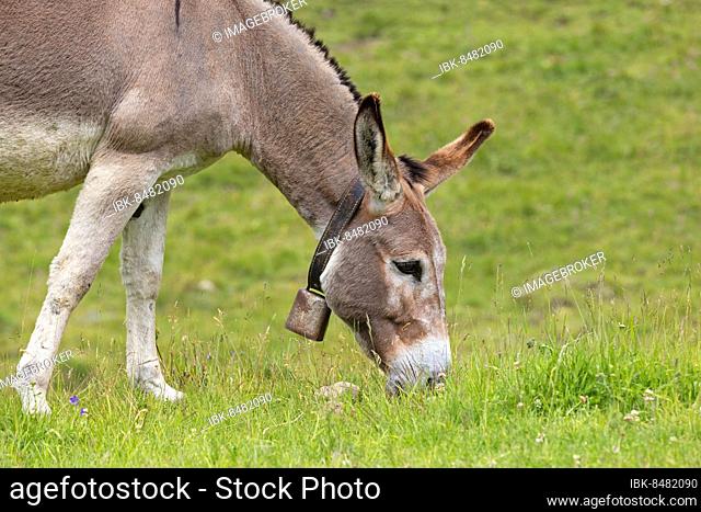 Donkey (Equus asinus asinus), Dolomites, Trentino, Italy, Europe