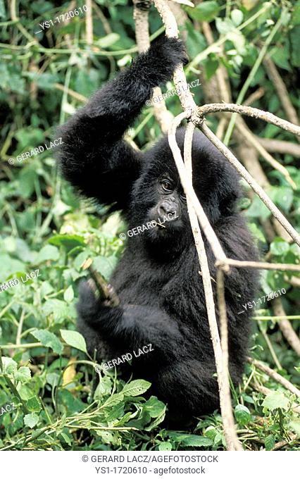 Mountain Gorilla, gorilla gorilla beringei, Young playing with Branch, Virunga Park in Rwanda