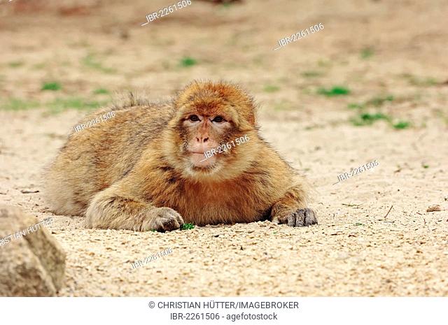 Barbary macaque (Macaca sylvanus, Macaca Sylvana), found in Morocco, Algeria and Gibraltar, captive, North Rhine-Westphalia, Germany, Europe