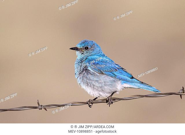 Mountain Bluebird (Sialia currucoides). male on barbed wire fence - July - Colorado, USA