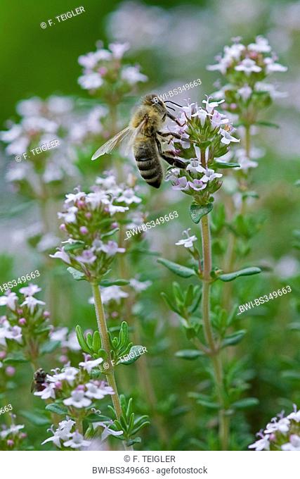 Garden thyme, English thyme, Common thyme (Thymus vulgaris), inflorescence with bee, Germany