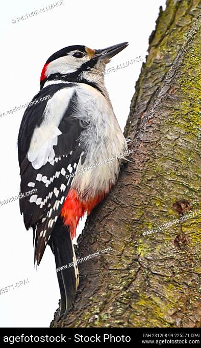 08 December 2023, Brandenburg, Sieversdorf: A great spotted woodpecker (Dendrocopos major) can be seen on a tree in a garden
