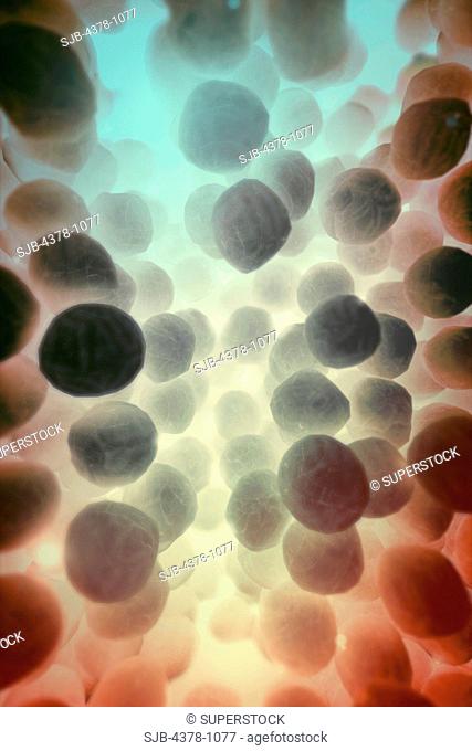 Microscopic styled visualization of MRSA cells