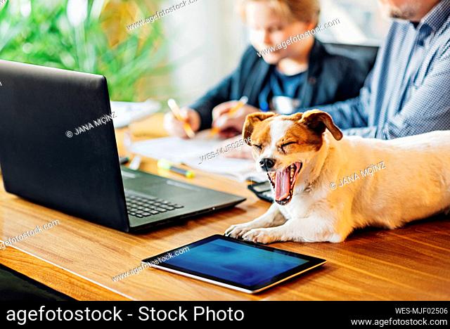 Yawning dog lying on desk with father and son in background