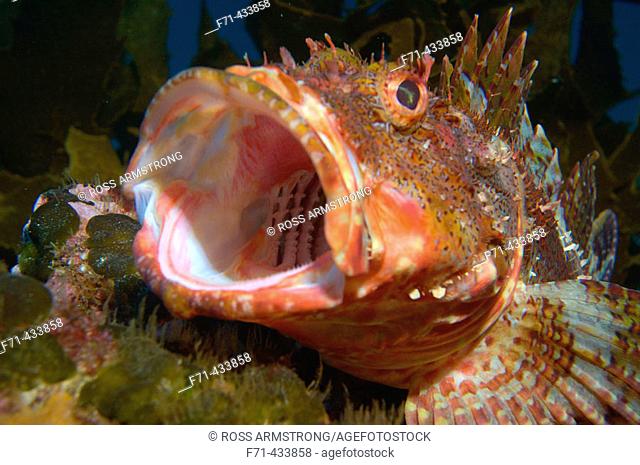 Northern scorpionfish (Scorpaena cardinalis) yawning. Poor Knights Islands, New Zealand. South Pacific Ocean