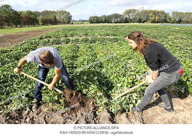 12 September 2019, Mecklenburg-Western Pomerania, Gülzow: Gunnar Hirthe and Julia Olszowy harvest sweet potatoes at the State Research Centre for Agriculture...