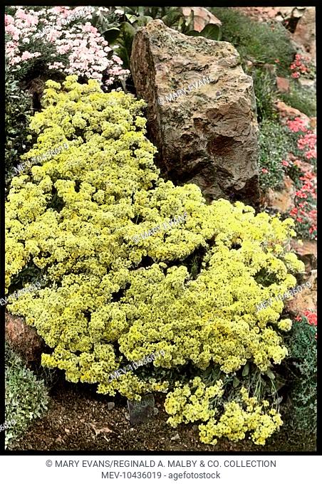 Alyssum Saxatile Citrinum (Basket of Gold), a hardy perennial of the Brassicaceae family, with yellow flowers suitable for rock gardens and borders