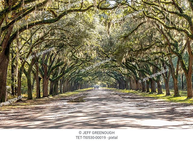 Treelined road with Spanish moss on Wormsloe Historic Site in Savannah, USA