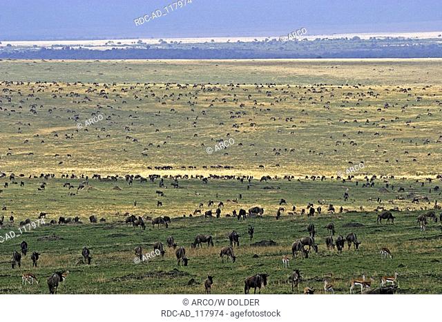 Blue Wildebeests Masai Mara game reserve Kenya Connochaetes taurinus albojubatus Brindled Gnu
