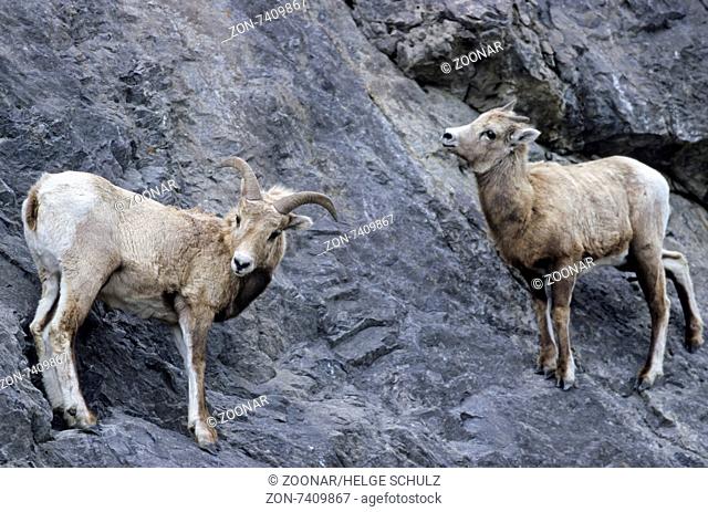 Bighorn Sheep ewe and lamb stand in a crag