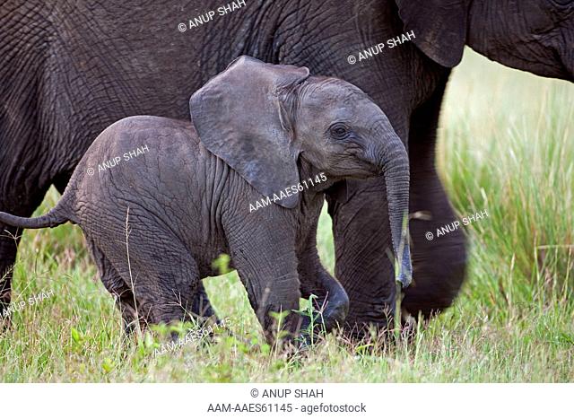 African Elephant calf aged less than 3 months (Loxodonta africana). Maasai Mara National Reserve, Kenya. Feb 2010