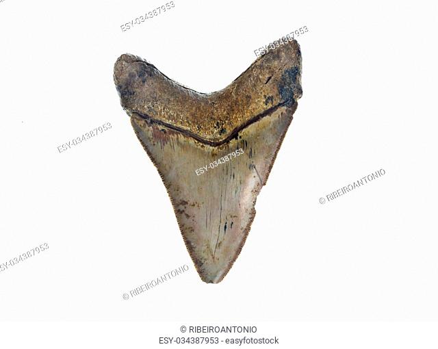 Back of a fossilised tooth from a prehistoric C. Megalodon shark