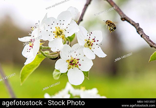 Pear blossom with bee, scattered fruit, pear tree, spring