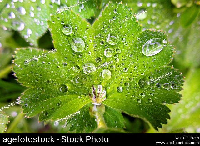 Ladys mantle (Alchemilla vulgaris) leaf covered in raindrops