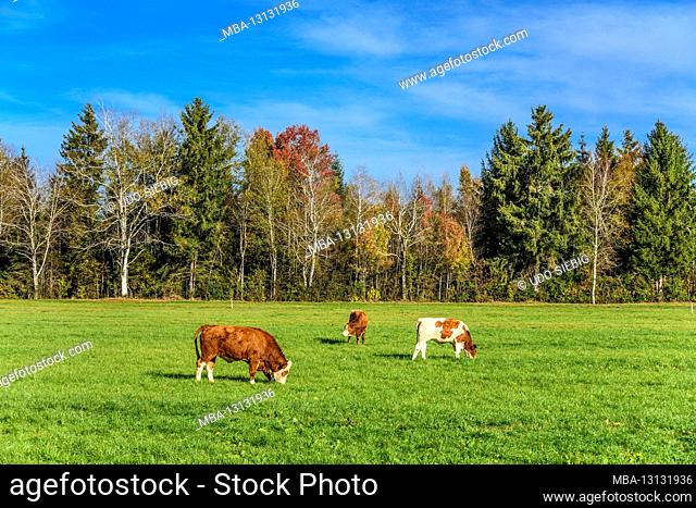 Germany, Bavaria, Upper Bavaria, Tölzer Land, Dietramszell, district Humbach, cattle pasture