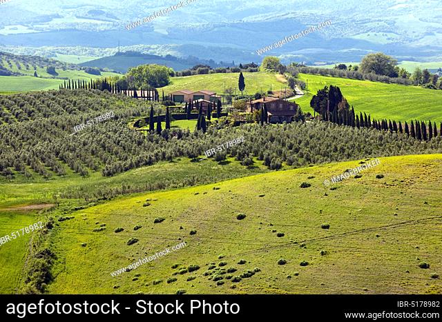 Tuscany with mediterranean cypress (Cupressus sempervirens) and olive (Olea europaea) Tuscany, Tuscany, Europe, Italy, Europe