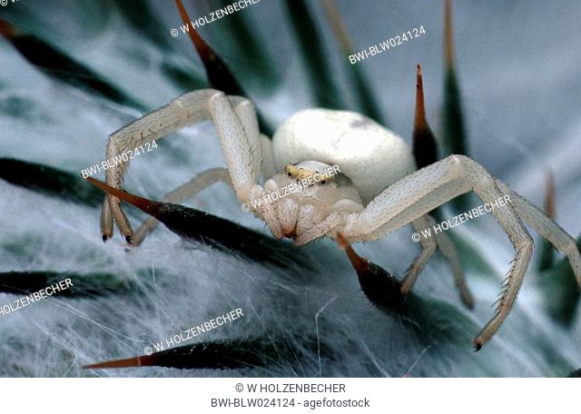 goldenrod crab spider Misumena vatia, in spider web, lurking for prey