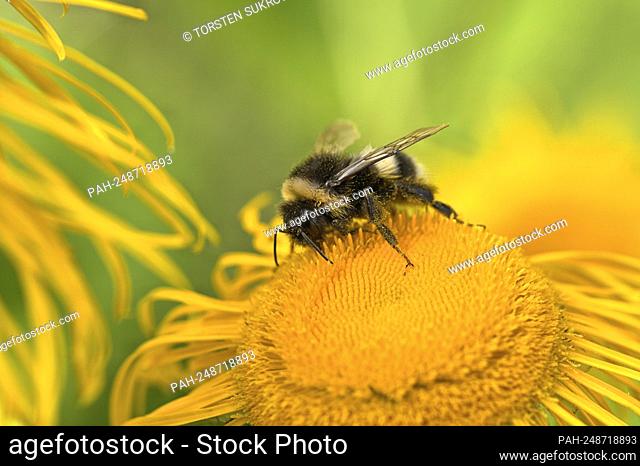 Schleswig, a garden bumblebee (Bombus hortorum) on the blood of a large Telekie on the Konigswiesen. Garden bumblebee: superfamily: Apoidea