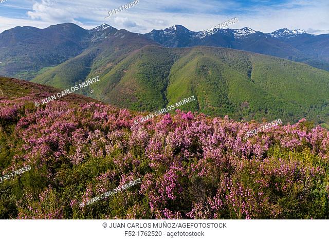 HEATHER Erica australis, Fuentes del Narcea, Degaña e Ibias Natural Park, Asturias, Spain, Europe