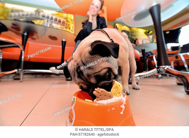 A pug named 'Romeo' laps up liver sausage ice cream from a bowl at the ice cream parlour Venezia in Birkenfeld,  Germany, 11 April 2015