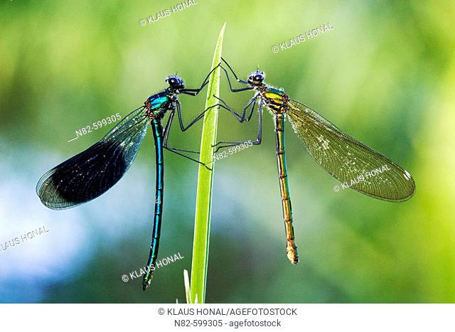 Banded Demoisells (Calopteryx splendens) pair on plant in morning dew