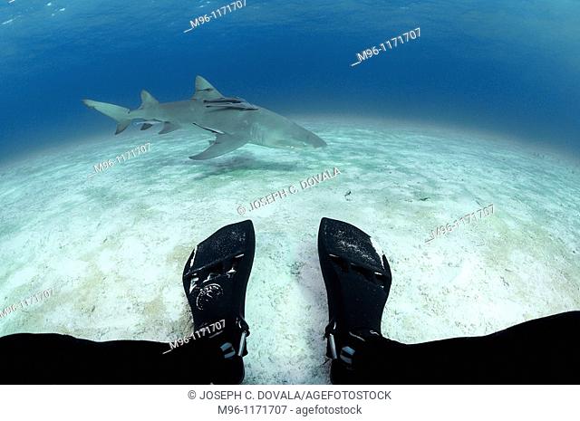 Diver sitting on sand waiting for sharks, Bahama Bank, Caribbean