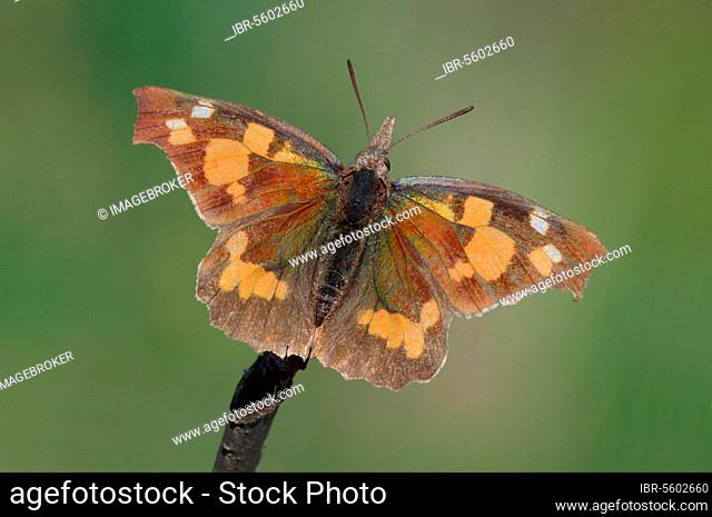 Nettle-tree Butterfly, Other Animals, Insects, Butterflies, Animals, Nettle-tree Butterfly (Libythea celtis) adult male, basking in sunshine after emerging from...